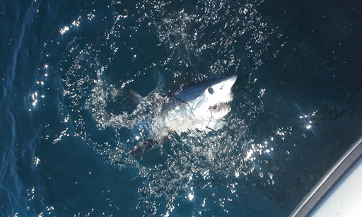 Castafari Sport Fishing & Deep Seas Fishing: News. Cape Cod